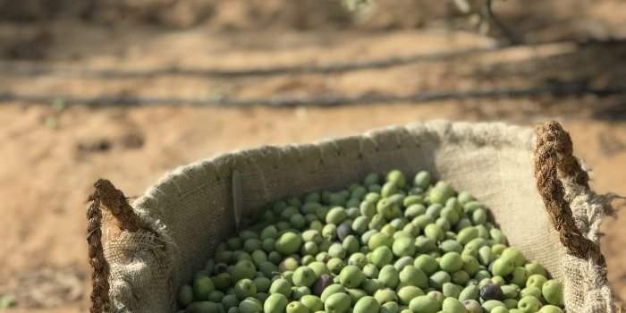 VISITE D'UNE FERME BIO 