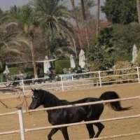 Balade à cheval dans le désert de Saqqarah [COMPLET]